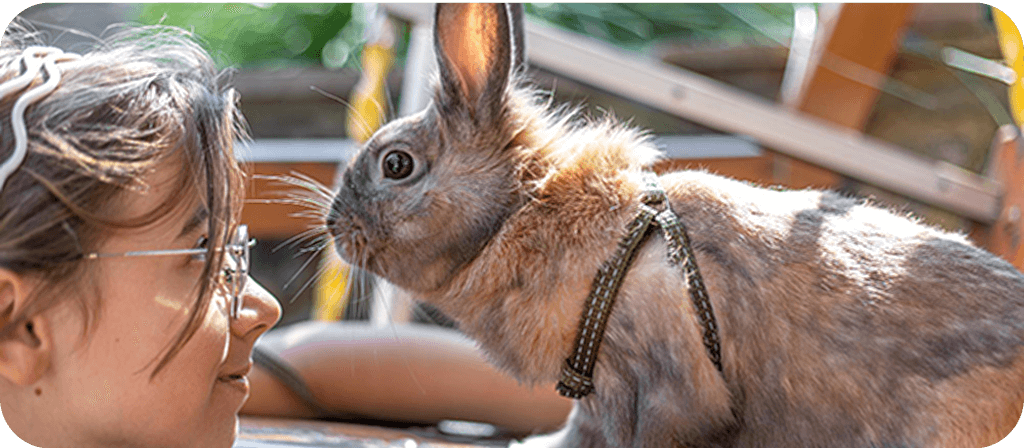 Blog Melyik kisállat illik hozzám