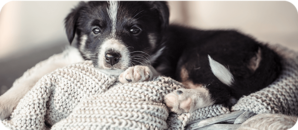 Blog segítség! kölyökkutya érkezett