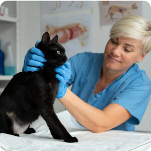 Dr. Horváth Daniella csapattag