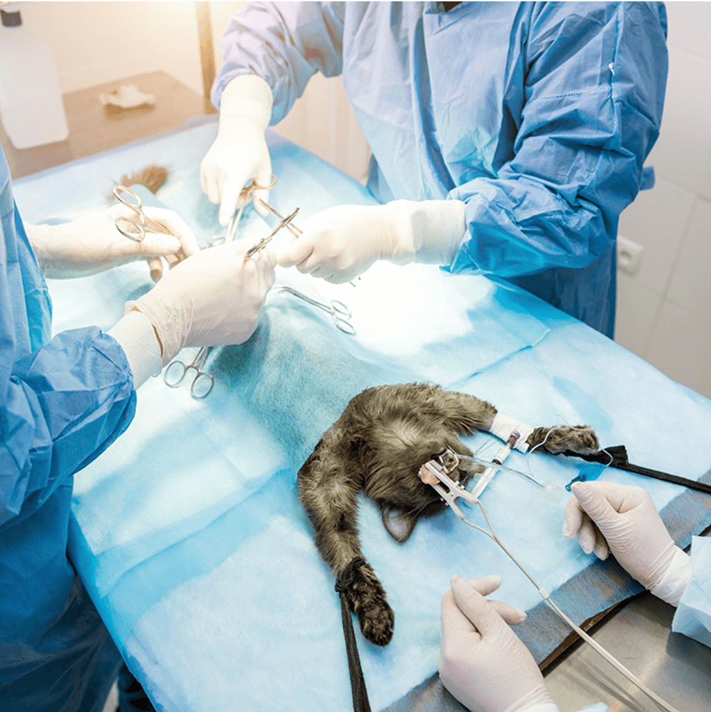 Sebészeti szolgáltatások